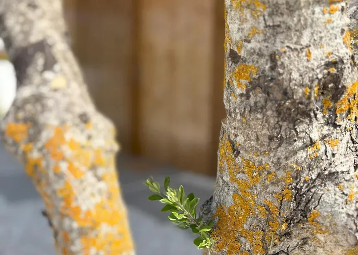 펜션 Casa Lagoa De Albufeira